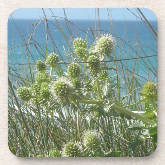 チャロン コースター (正面)