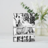 チャンス ポストカード (スタンド正面)