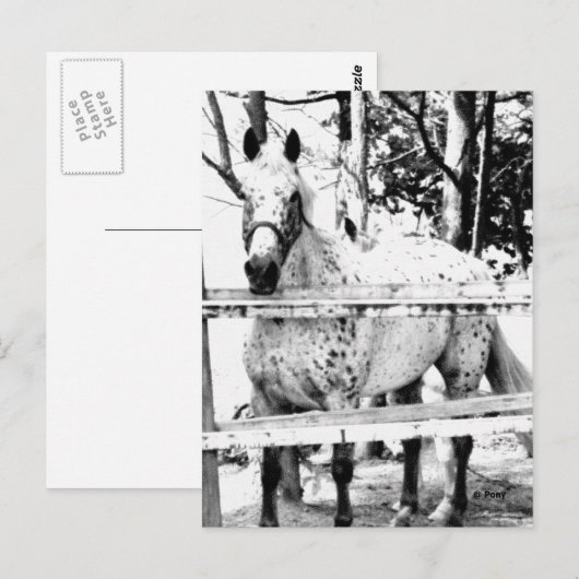 チャンス ポストカード (正面/裏面)