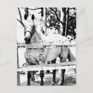 チャンス ポストカード