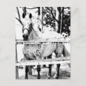 チャンス ポストカード (正面)