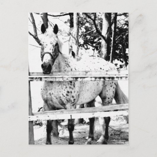 チャンス ポストカード (正面)