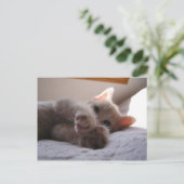 チャンドラー ポストカード (スタンド正面)