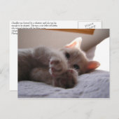 チャンドラー ポストカード (正面/裏面)