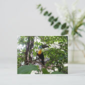 チャンネル請求済みトゥーカン、トリニダード・ポストカード ポストカード (スタンド正面)