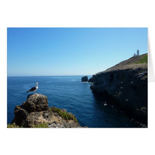 チャンネル諸島のアナカパ島にいるカモメ (正面横)