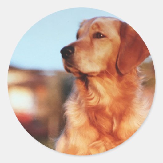 チャンピオンゴールデンレトリバー犬ステッカー ラウンドシール (正面)