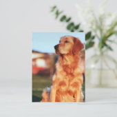 チャンピオンゴールデンレトリーバードッグ野外写真 ポストカード (スタンド正面)