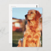 チャンピオンゴールデンレトリーバードッグ野外写真 ポストカード (正面/裏面)