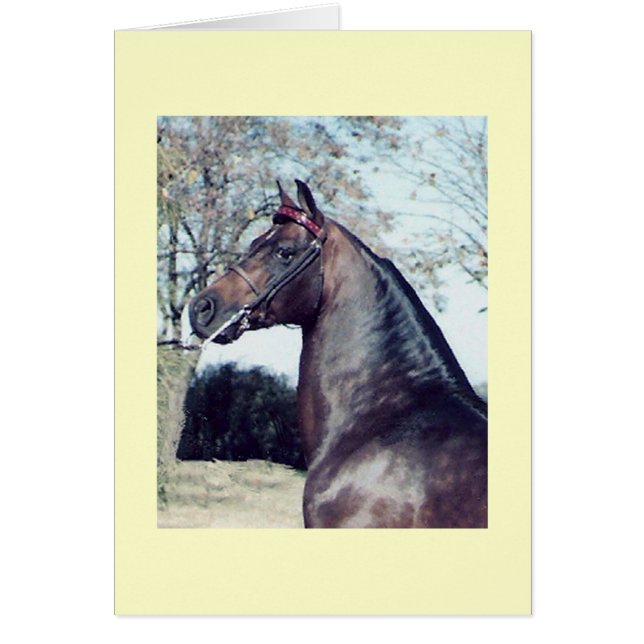 チャンピオン (正面)