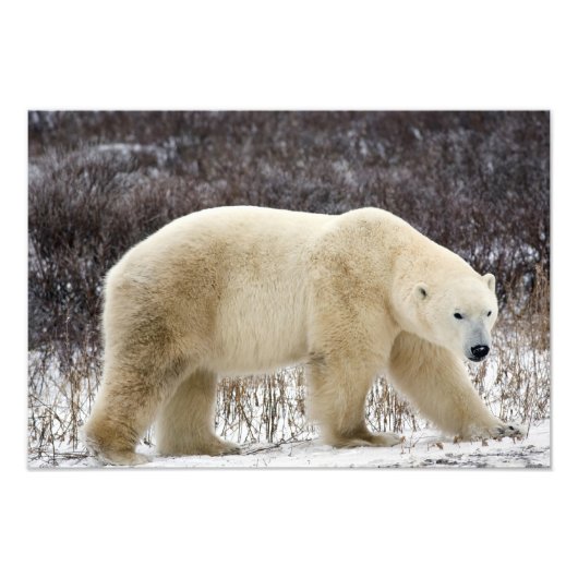 チャーチルの北極熊ウルソマリティムス) フォトプリント (正面)