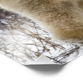 チャーチルの北極熊ウルソマリティムス) フォトプリント (角)