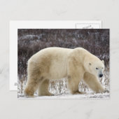 チャーチルの北極熊ウルソマリティムス) ポストカード (正面/裏面)
