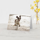 チャーリースプリンガー! カード (黄色い花)