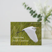 チャールストンのヘロン ポストカード (スタンド正面)