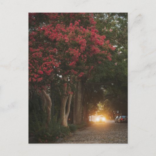 チャールストンクレープマートル ポストカード (正面)