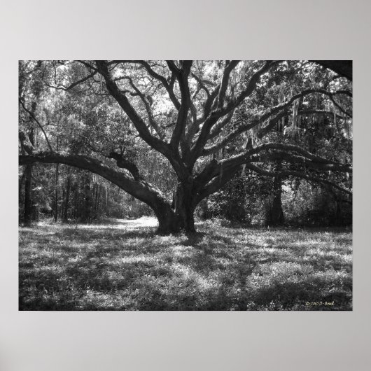 チャールストンサウスカロライナ ポスター (正面)