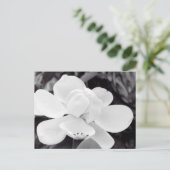 チャールストンマグノリア ポストカード (スタンド正面)