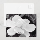 チャールストンマグノリア ポストカード (正面/裏面)