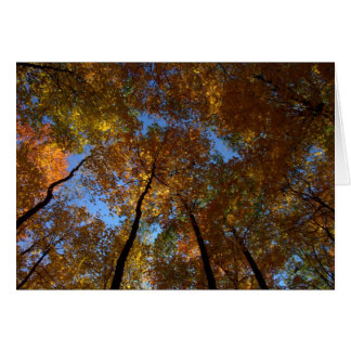 チャールストン#18の歩行は落ちます