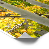 チャールストンNV秋《植物》アスペン16"x 20"ポスター ポスター (角)