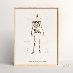 チャールズデッサリーヌDオービニーヴィンテージヒューマンスケレット ポスター