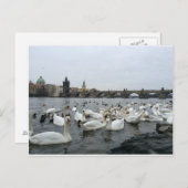 チャールズ橋のほとりの白鳥 ポストカード (正面/裏面)