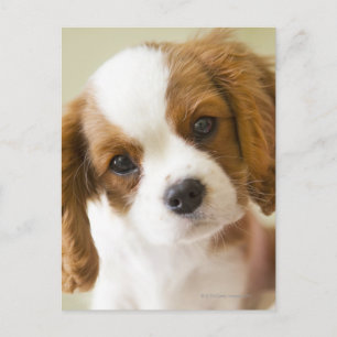 チャールズ王スパニエル犬の子犬のポートレート ポストカード