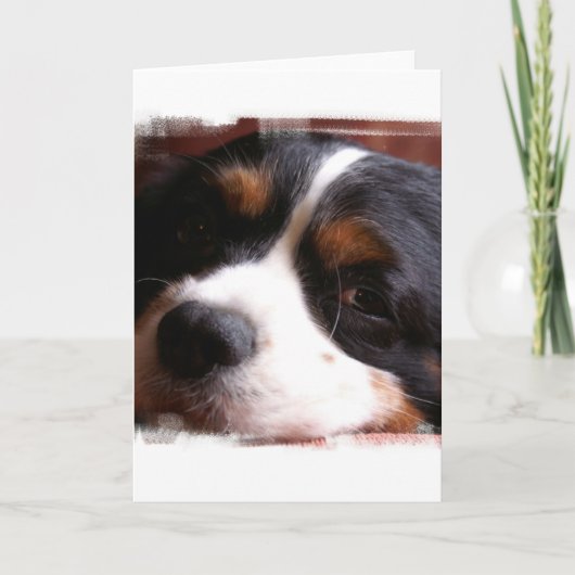 チャールズCavalier Spaniel王の挨拶状 カード (正面)