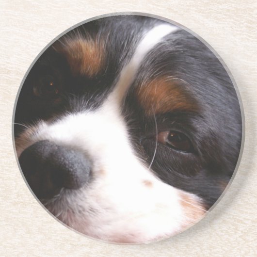 チャールズCavalier Spaniel Coasters王 コースター (正面)