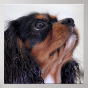 チャールズCavalier Spaniel Puppy王 ポスター