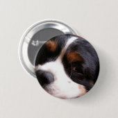 チャールズCavalier Spaniel Round王ボタン 缶バッジ (正面&裏面)