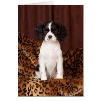 チャールズMicahまれな着色された無頓着な王スパニエル犬