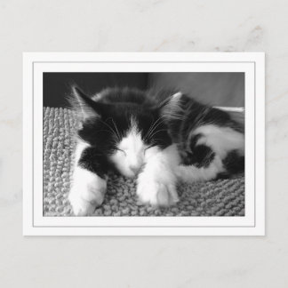 チュクセアンゴラポエス ポストカード