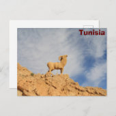 チュニジアのヤギ像 ポストカード (正面/裏面)
