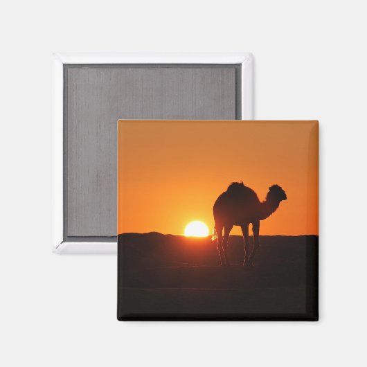 チュニジアの砂漠、日没時のラクダ マグネット (正面/裏面)