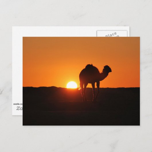 チュニジア砂漠の夕暮れ ポストカード (正面/裏面)
