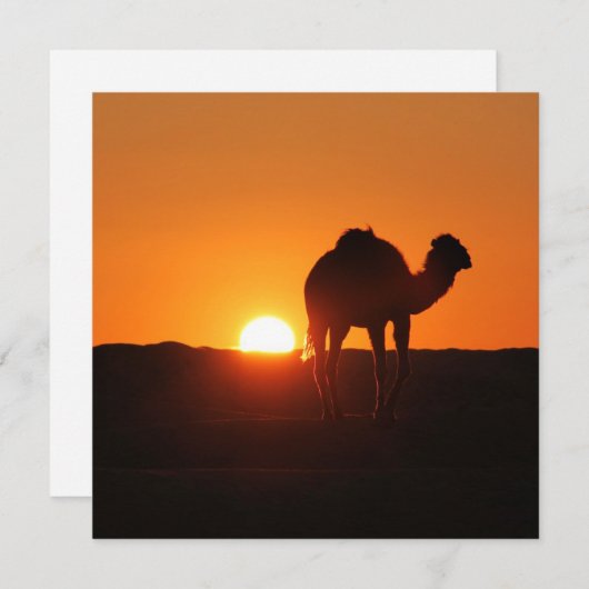 チュニジア砂漠の風景をラクダで撮影 (正面/裏面)