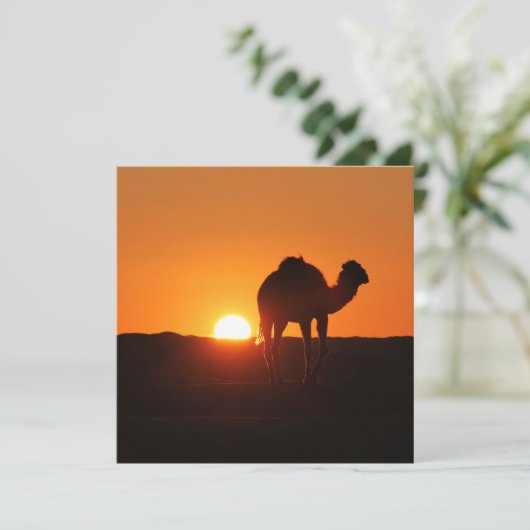 チュニジア砂漠の風景をラクダで撮影 (スタンド正面)