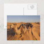 チュニジア、クサー地域、Ksar Ghilane、グランドエルグ5 ポストカード (正面/裏面)