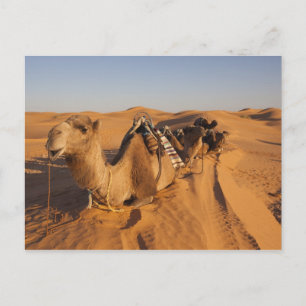 チュニジア、クサー地域、Ksar Ghilane、グランドエルグ5 ポストカード