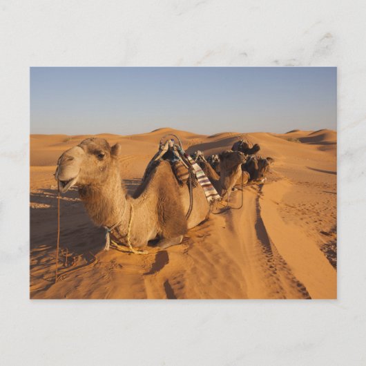 チュニジア、クサー地域、Ksar Ghilane、グランドエルグ5 ポストカード (正面)