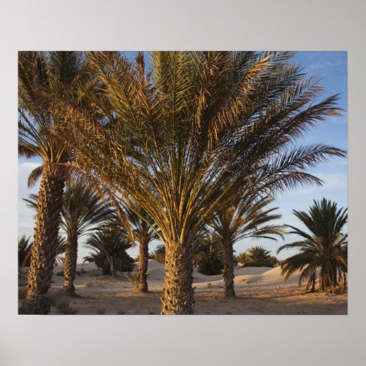 チュニジア、サハラ砂漠、ドゥス素晴らし、デューン、ヤシ ポスター (正面)