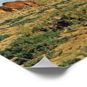 チュニジア，ラクダ ポスター (角)