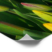 チューリカラフルップ ポスター (角)