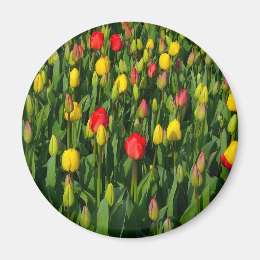 チューリカラフルップ マグネット (正面)