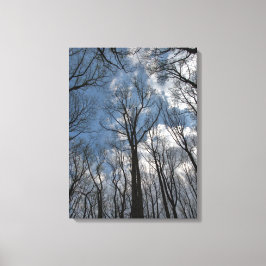 チューリップかわいらしポプラの木々曇り青空 キャンバスプリント