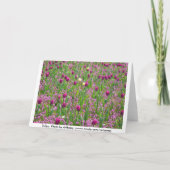 チューリップその他の花 カード (裏面)