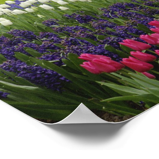 チューリップとヒヤシンスの庭園,ケウケンホフガーデンズ, 2 ポスター (角)