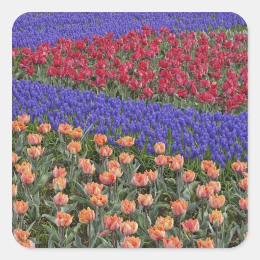 チューリップとブドウの花のパターン， 3 スクエアシール (正面)